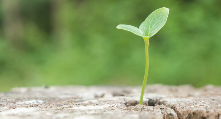 sprout emerging from a crack of cement